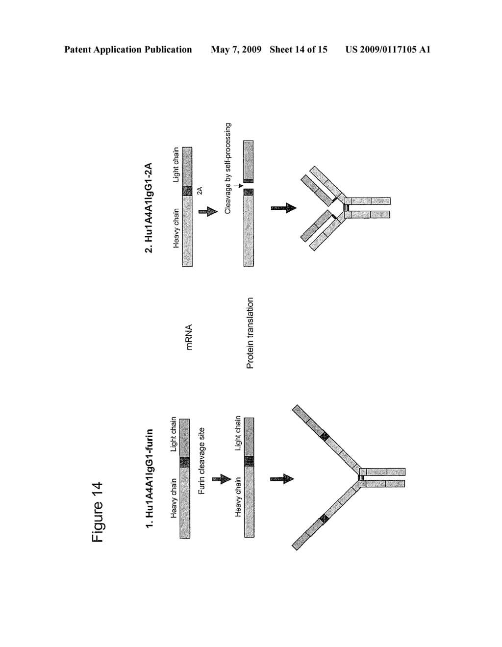 HUMANIZED ANTI-VENEZUELAN EQUINE ENCEPHALITIS VIRUS RECOMBINANT ANTIBODY - diagram, schematic, and image 15