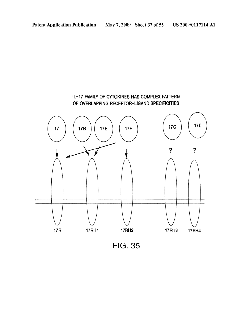 IL-17 homologous polypeptides and therapeutic uses thereof - diagram, schematic, and image 38