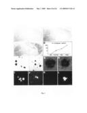 Transgenic animal model for alzheimer s disease diagram and image