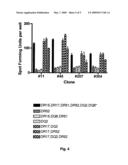 Human papilloma virus dominant CD4 T cell epitopes and uses thereof diagram and image