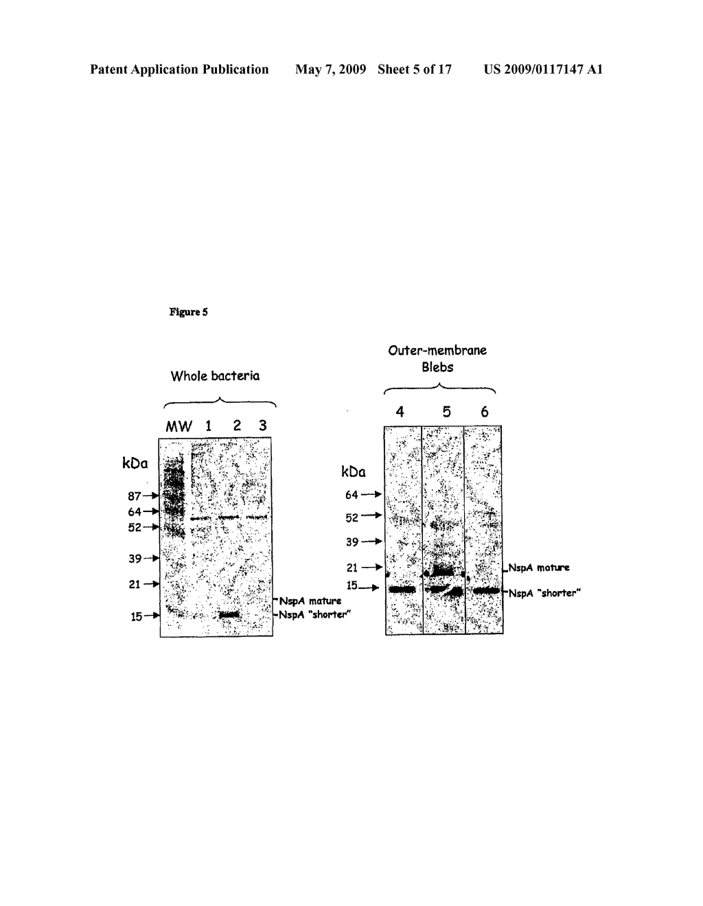 VACCINES COMPRISING OUTER MEMBRANE VESICLES FROM GRAM NEGATIVE BACTERIA - diagram, schematic, and image 06