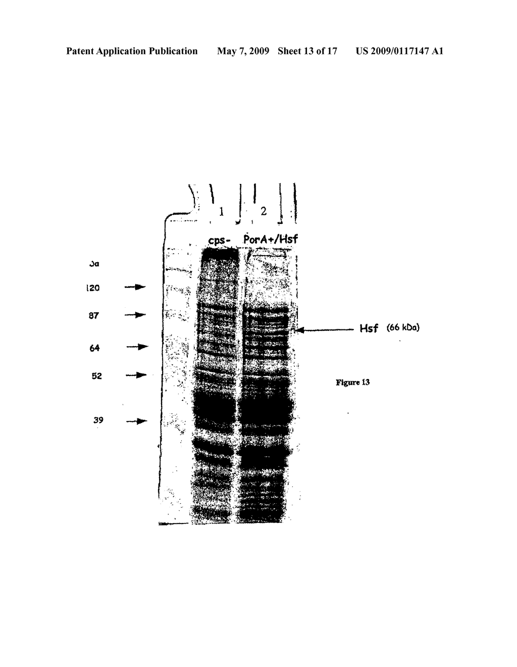 VACCINES COMPRISING OUTER MEMBRANE VESICLES FROM GRAM NEGATIVE BACTERIA - diagram, schematic, and image 14