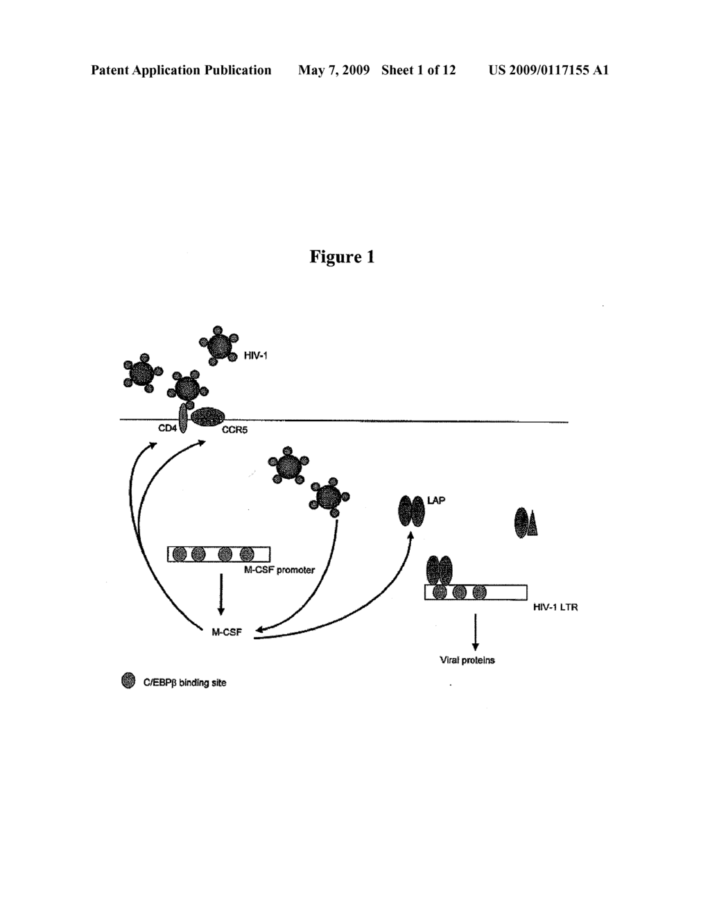 TREATMENT OF HIV-1 BY MODULATION OF VPR ACTIVATION OF THE M-CSF PROMOTER - diagram, schematic, and image 02