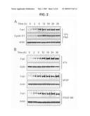 Methods and compositions for regulating proliferation and migration of vascular smooth muscle cells diagram and image