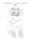 Methods and compositions for regulating proliferation and migration of vascular smooth muscle cells diagram and image