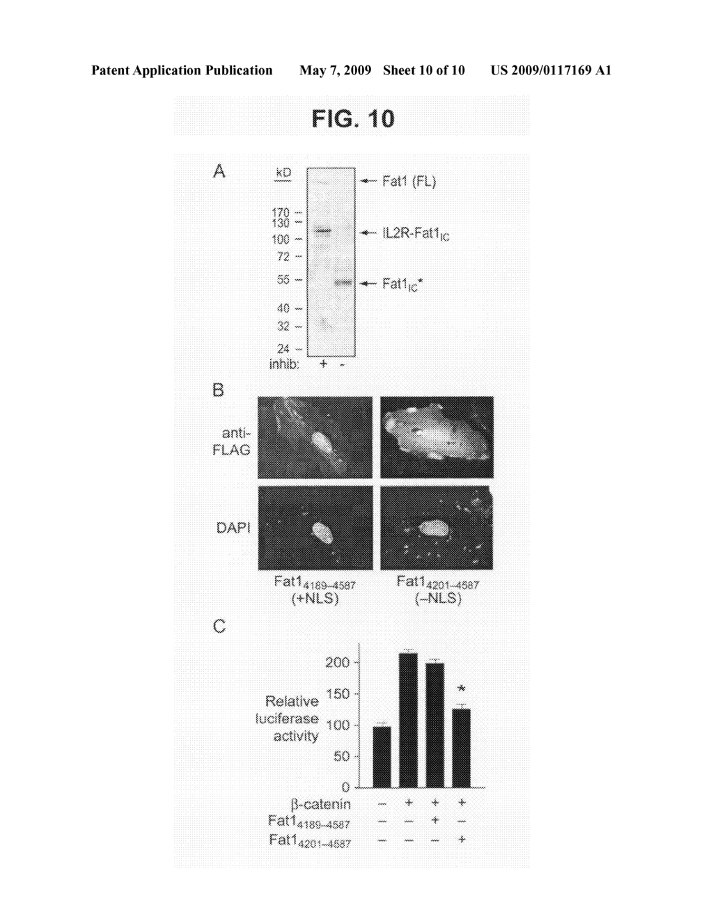 Methods and compositions for regulating proliferation and migration of vascular smooth muscle cells - diagram, schematic, and image 11