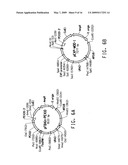 PEROXISOME BIOGENESIS FACTOR PROTEIN (PEX) DISRUPTIONS FOR ALTERING POLYUNSATURATED FATTY ACIDS AND TOTAL LIPID CONTENT IN OLEAGINOUS EUKARYOTIC ORGANISMS diagram and image