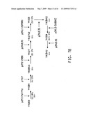 PEROXISOME BIOGENESIS FACTOR PROTEIN (PEX) DISRUPTIONS FOR ALTERING POLYUNSATURATED FATTY ACIDS AND TOTAL LIPID CONTENT IN OLEAGINOUS EUKARYOTIC ORGANISMS diagram and image