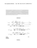 POLYNUCLEOTIDE AND PROTEIN INVOLVED IN SYNAPTOGENESIS, VARIANTS THEREOF, AND THEIR THERAPEUTIC AND DIAGNOSTIC USES diagram and image