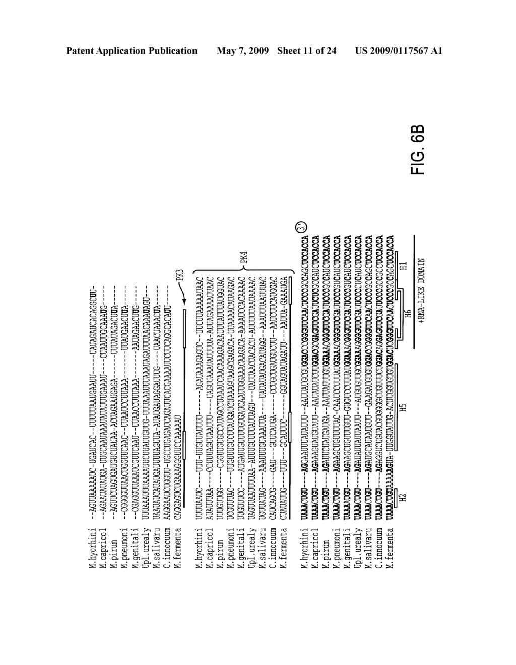 EUBACTERIAL tmRNA SEQUENCES AND USES THEREOF - diagram, schematic, and image 12