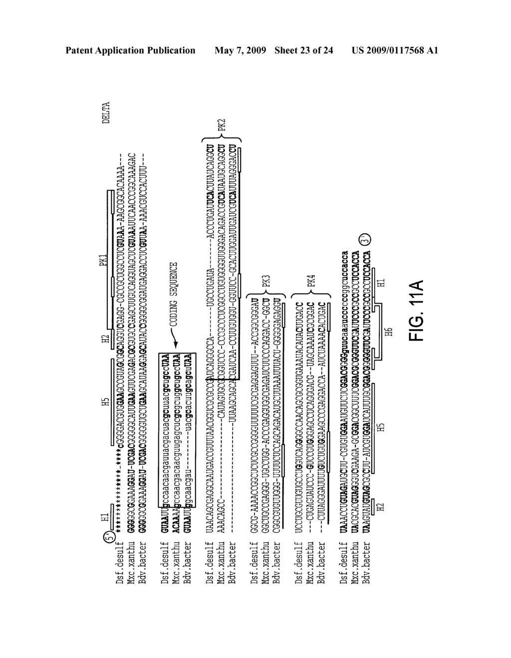 EUBACTERIAL tmRNA SEQUENCES AND USES THEREOF - diagram, schematic, and image 24