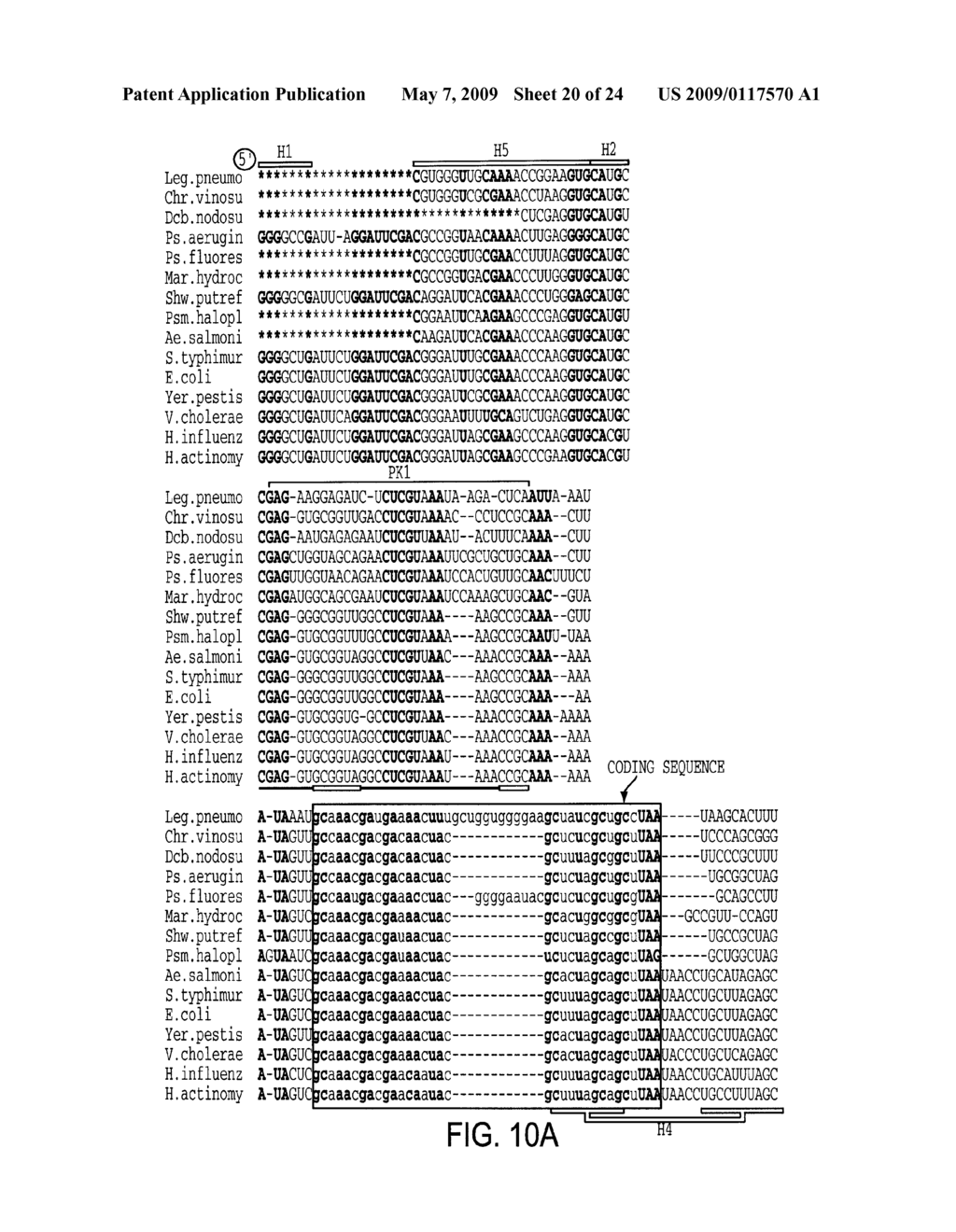 EUBACTERIAL tmRNA SEQUENCES AND USES THEREOF - diagram, schematic, and image 21