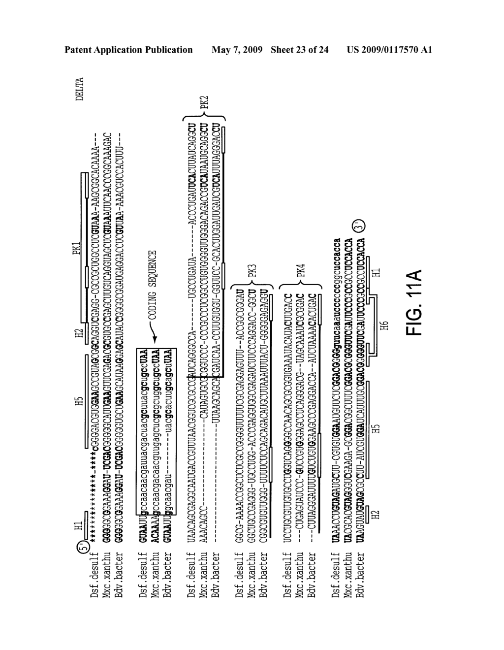 EUBACTERIAL tmRNA SEQUENCES AND USES THEREOF - diagram, schematic, and image 24