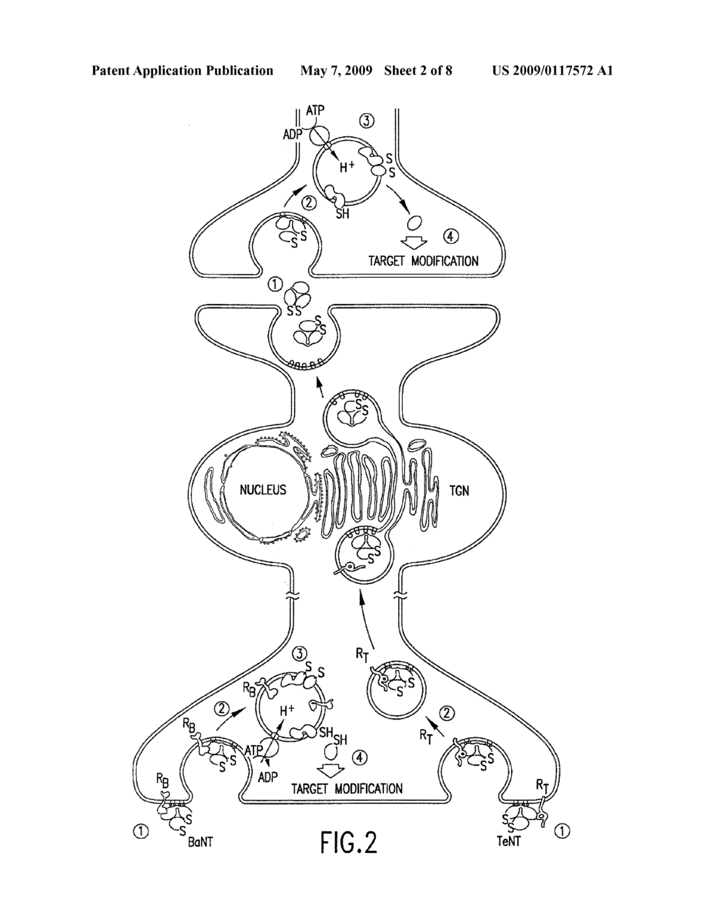 Cell-Based Fluorescence Resonance Energy Transfer (FRET) Assays For Clostridial Toxins - diagram, schematic, and image 03