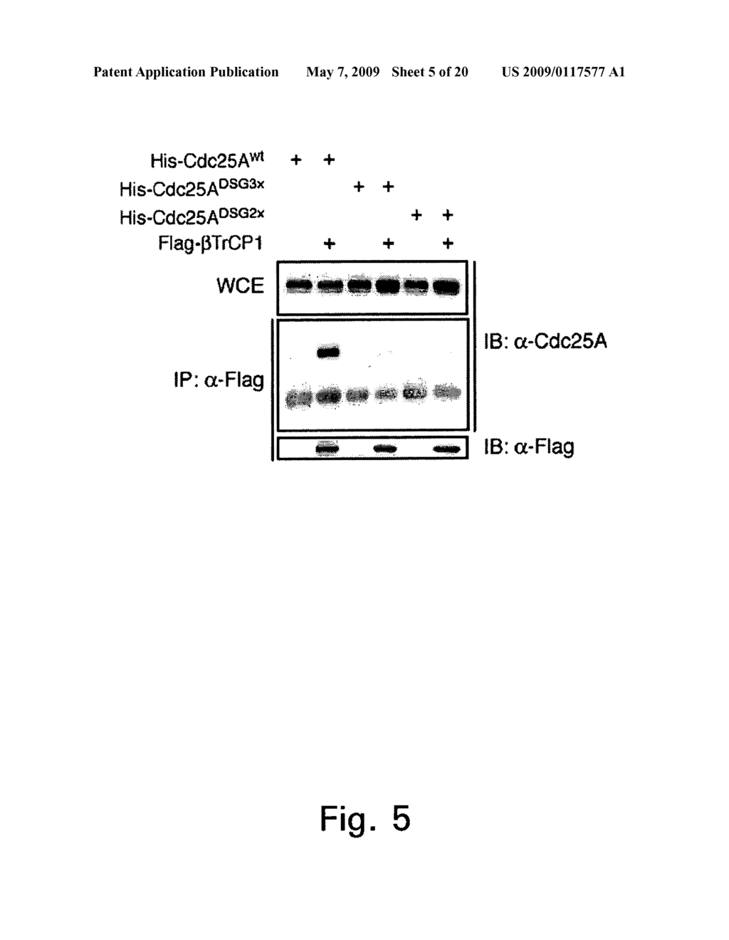 METHODS TO IDENTIFY COMPOUNDS USEFUL FOR TUMOR SENSITIZATION TO DNA DAMAGE - diagram, schematic, and image 06