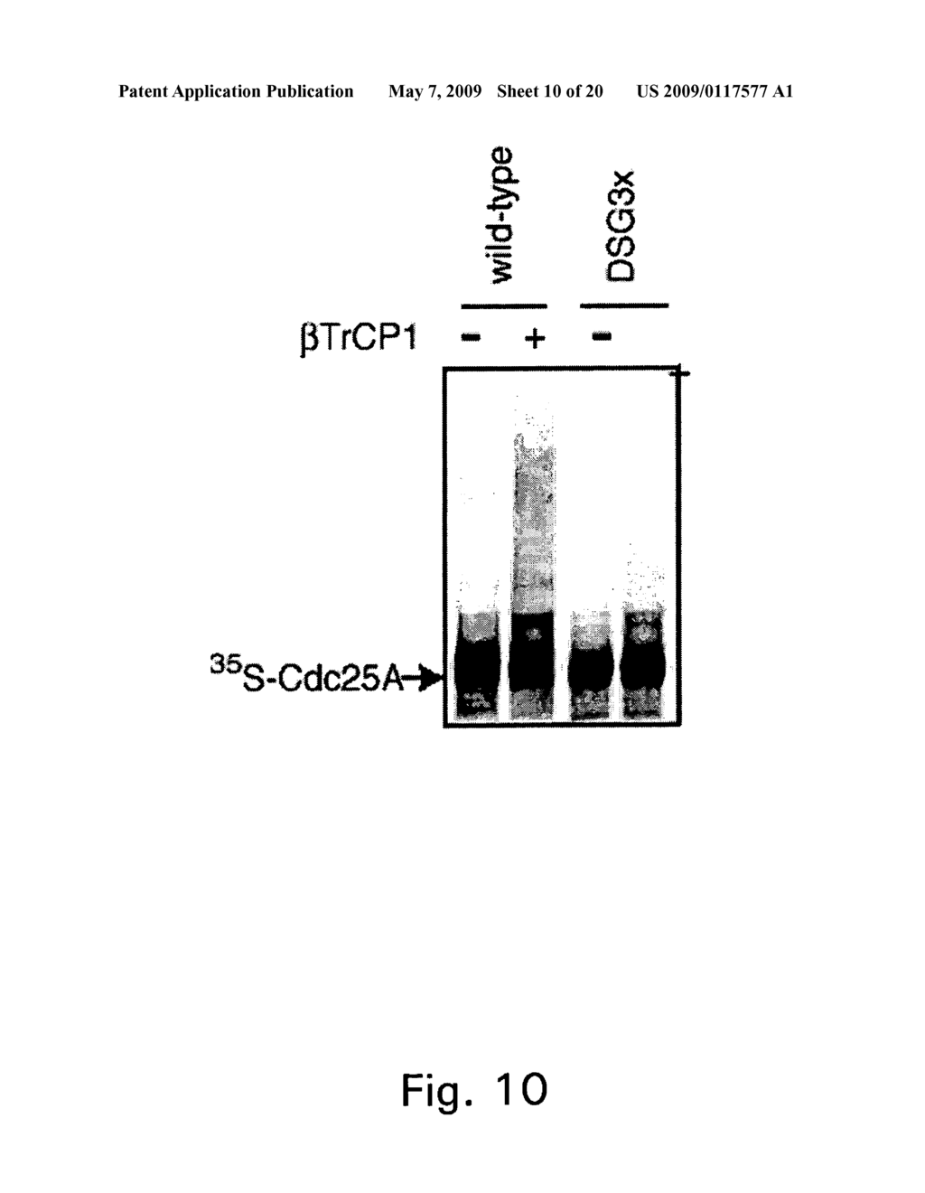 METHODS TO IDENTIFY COMPOUNDS USEFUL FOR TUMOR SENSITIZATION TO DNA DAMAGE - diagram, schematic, and image 11