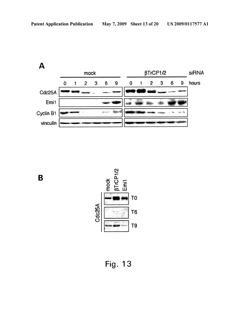 METHODS TO IDENTIFY COMPOUNDS USEFUL FOR TUMOR SENSITIZATION TO DNA DAMAGE - diagram, schematic, and image 14