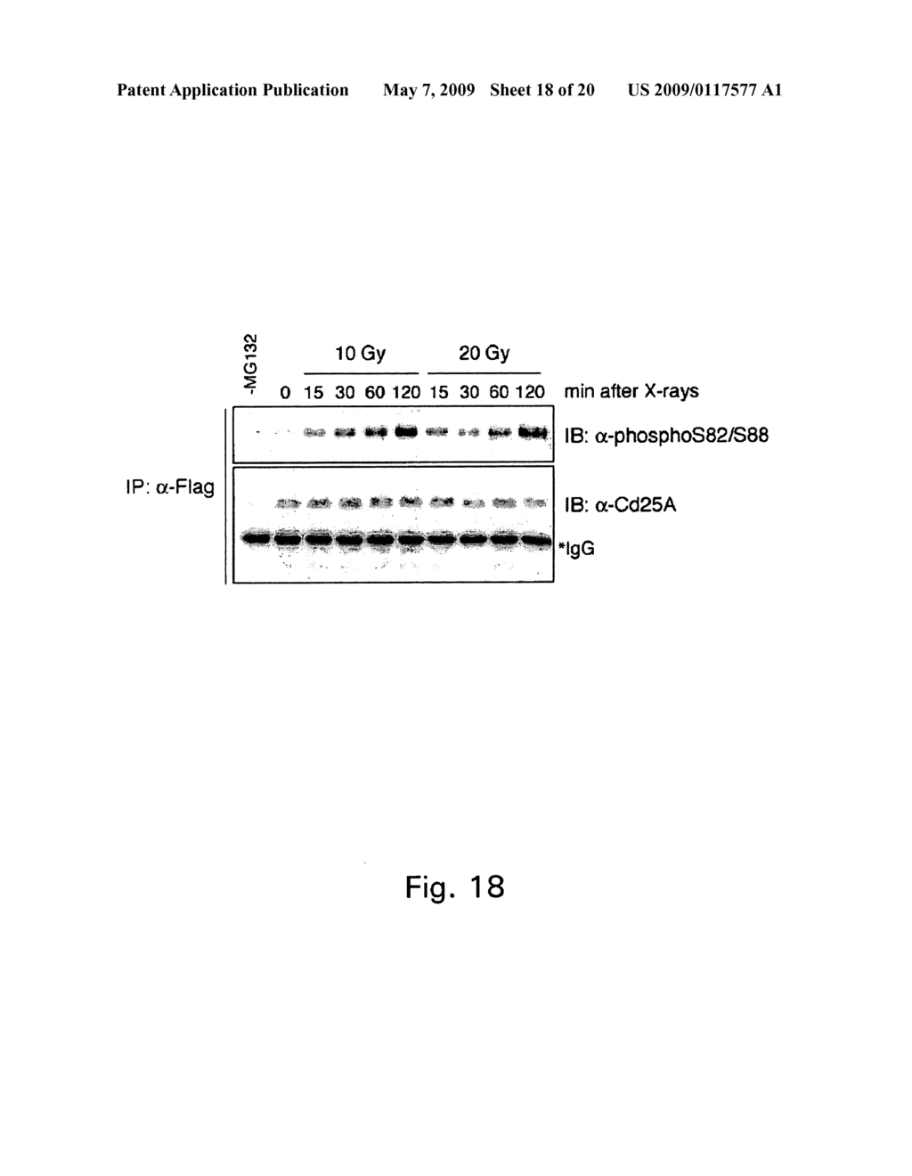 METHODS TO IDENTIFY COMPOUNDS USEFUL FOR TUMOR SENSITIZATION TO DNA DAMAGE - diagram, schematic, and image 19