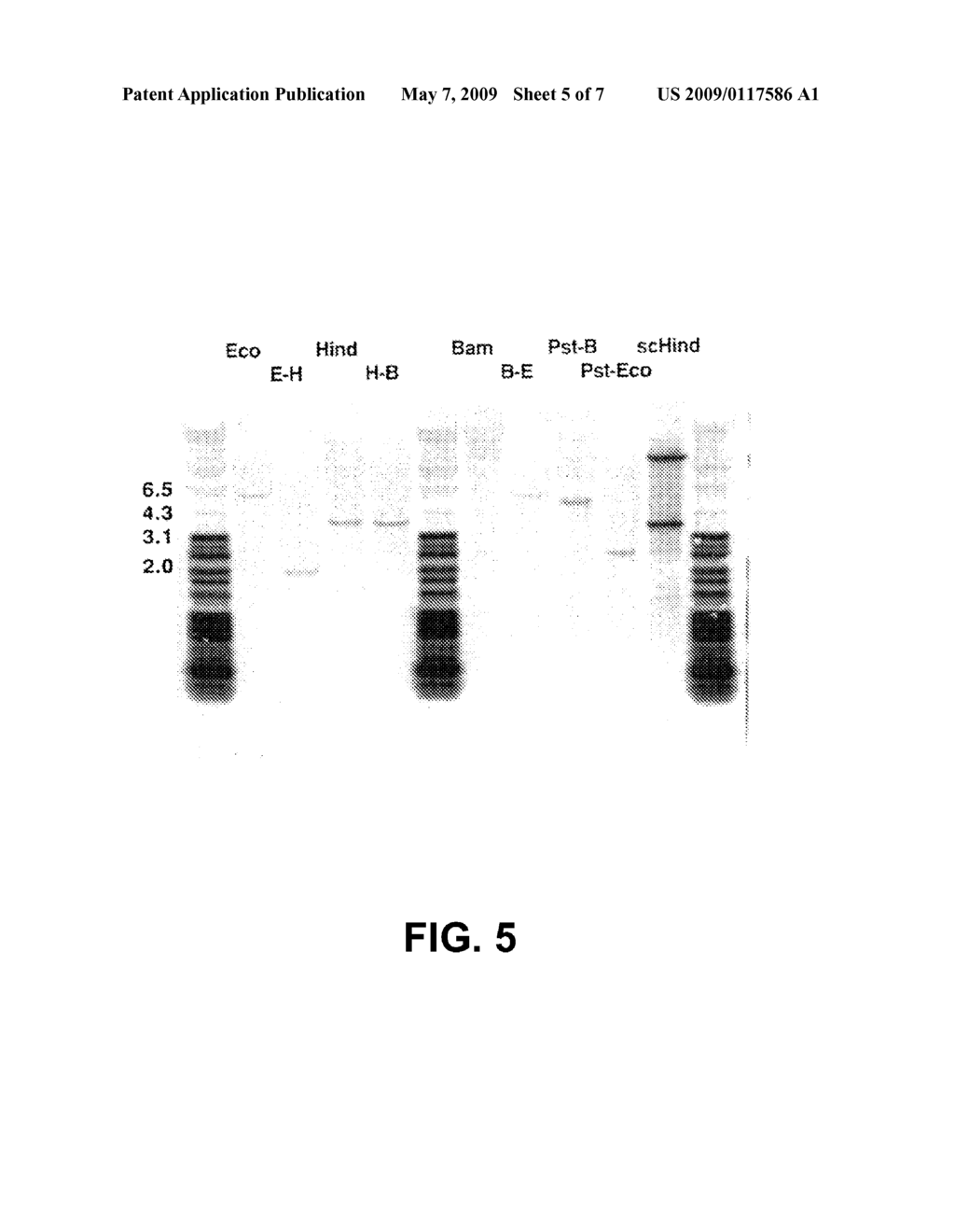 FUNGAL CELL WALL SYNTHESIS GENE - diagram, schematic, and image 06