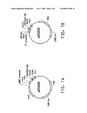 USE OF TETRACYSTEINE TAGS IN FLUORESCENCE-ACTIVATED CELL SORTING ANALYSIS OF PROKARYOTIC CELLS PRODUCING PEPTIDES OR PROTEINS diagram and image