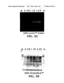 USE OF TETRACYSTEINE TAGS IN FLUORESCENCE-ACTIVATED CELL SORTING ANALYSIS OF PROKARYOTIC CELLS PRODUCING PEPTIDES OR PROTEINS diagram and image