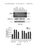 ISOLATED SOLUBLE CORTICOTROPIN RELEASING FACTOR RECEPTOR TYPE 2 (SCRFR2) diagram and image