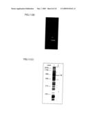 METHOD AND AGENT FOR IMMOBILIZING PROTEIN VIA PROTEIN BOUND TO SILICON OXIDE-CONTAINING SUBSTANCE diagram and image