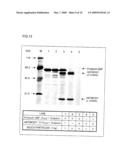 METHOD AND AGENT FOR IMMOBILIZING PROTEIN VIA PROTEIN BOUND TO SILICON OXIDE-CONTAINING SUBSTANCE diagram and image