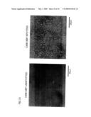 METHOD AND AGENT FOR IMMOBILIZING PROTEIN VIA PROTEIN BOUND TO SILICON OXIDE-CONTAINING SUBSTANCE diagram and image