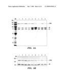 RECOMBINANT FACTOR VIII HAVING INCREASED STABILITY diagram and image