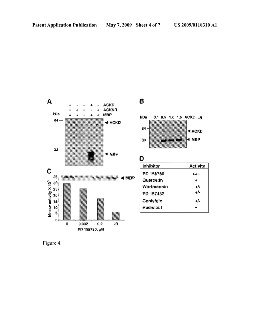 Activated Cdc42-associated kinase (ACK) as a therapeutic target for Ras-induced cancer - diagram, schematic, and image 05