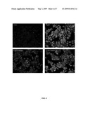 DESIGN AND SYNTHESIS OF BIOTINYLATED PROBES FOR N-ACYL-ETHANOLAMINES diagram and image