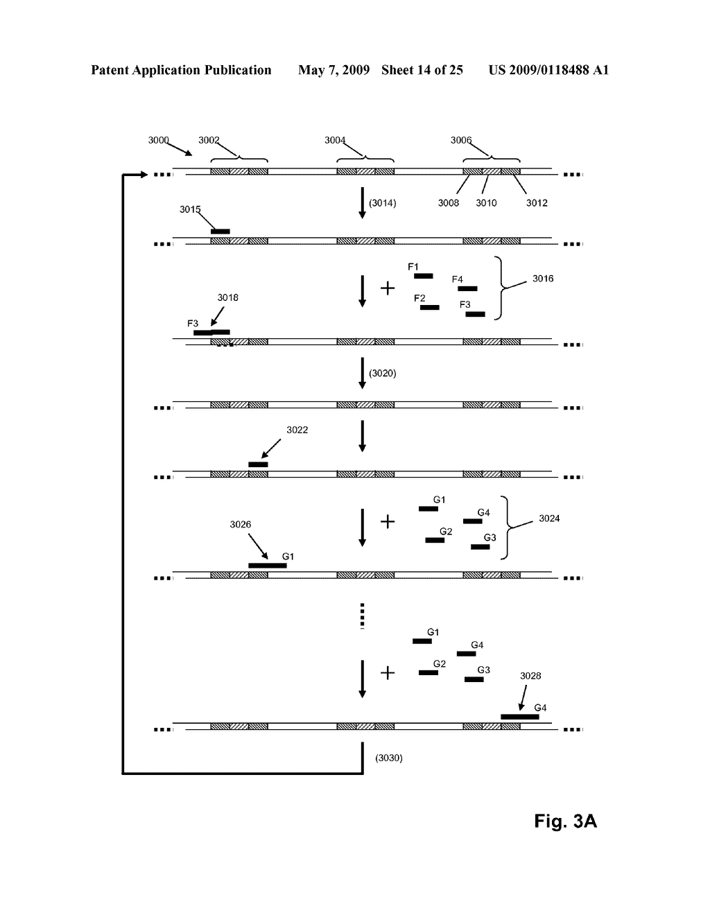 High throughput genome sequencing on DNA arrays - diagram, schematic, and image 15