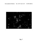 High throughput genome sequencing on DNA arrays diagram and image