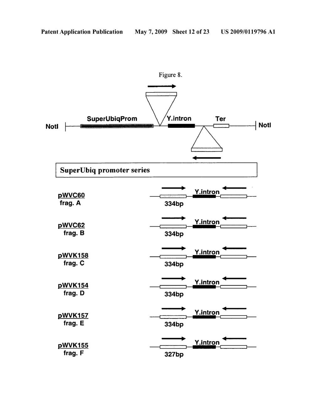 Modification of plant lignin content - diagram, schematic, and image 13