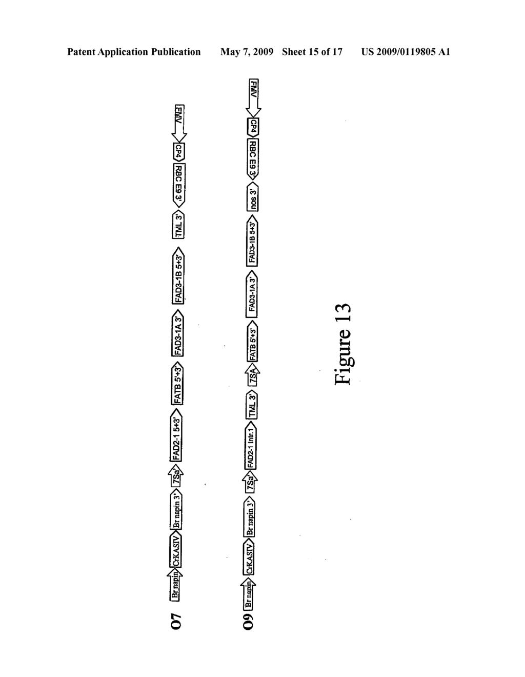 Nuleic acid constructs and methods for producing altered seed oil compositions - diagram, schematic, and image 16