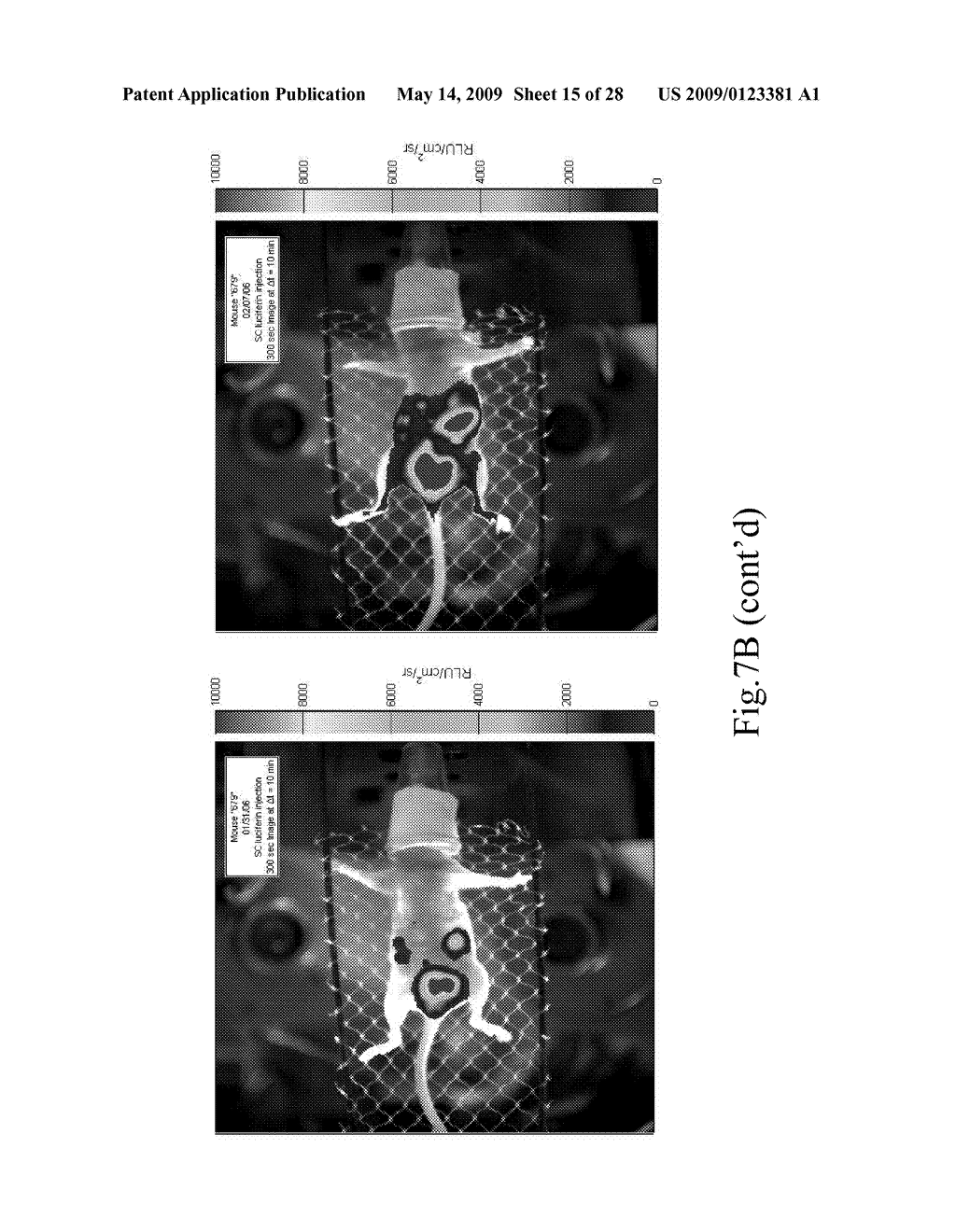 IMAGING AND THERAPEUTIC TARGETING OF PROSTATE AND BLADDER TISSUES - diagram, schematic, and image 16