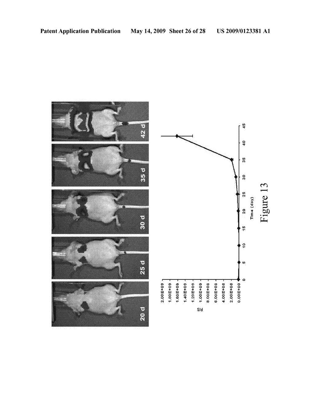 IMAGING AND THERAPEUTIC TARGETING OF PROSTATE AND BLADDER TISSUES - diagram, schematic, and image 27