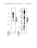 Copper-dependent non-traditional pro-inflammatory cytokine export and methods, compositions and kits relating thereto diagram and image