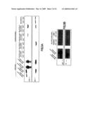 Copper-dependent non-traditional pro-inflammatory cytokine export and methods, compositions and kits relating thereto diagram and image