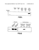 Copper-dependent non-traditional pro-inflammatory cytokine export and methods, compositions and kits relating thereto diagram and image