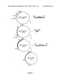 ISOLATED STAPHYLOCOCCUS DNAX SUBUNIT AND USE THEREOF diagram and image