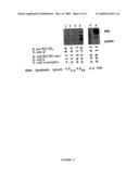 ISOLATED STAPHYLOCOCCUS DNAX SUBUNIT AND USE THEREOF diagram and image