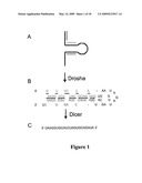 METHODS FOR QUANTIFYING MICRORNA PRECURSORS diagram and image