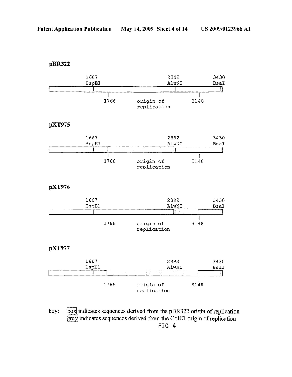 Hybrid portable origin of replication plasmids - diagram, schematic, and image 05