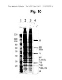 VIRUS PURIFICATION USING ULTRAFILTRATION diagram and image