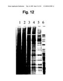 VIRUS PURIFICATION USING ULTRAFILTRATION diagram and image