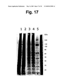 VIRUS PURIFICATION USING ULTRAFILTRATION diagram and image