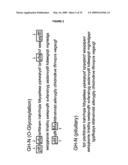 COMPOSITIONS AND METHODS FOR THE PREPARATION OF PROTEASE RESISTANT HUMAN GROWTH HORMONE GLYCOSYLATION MUTANTS diagram and image