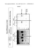 COMPOSITIONS AND METHODS FOR THE PREPARATION OF PROTEASE RESISTANT HUMAN GROWTH HORMONE GLYCOSYLATION MUTANTS diagram and image